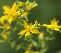 St John's wort, Hypericum perforatum, close up showing clusters of the yellow flowers with protruding stamens against dark green background.