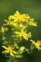St John's wort, Hypericum perforatum, close up showing clusters of the yellow flowers with protruding stamens against dark green background.