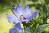 Hibiscus, Rose mallow 'Blue Bird', Hibiscus syriacus 'Oiseau Bleu' close up showing stamen.