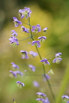 Chinese meadow rue, Thalictrum delavayi showing delicate flower panicles.