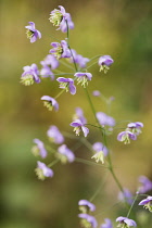 Chinese meadow rue, Thalictrum delavayi showing delicate flower panicles.