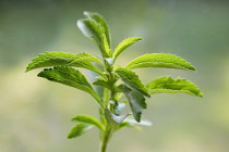 Sweet leaf, Stevia rebaudiana, a natural sweetener. Close up showing serrated leaves.