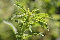 Sweet leaf, Stevia rebaudiana, a natural sweetener. Close up showing serrated leaves.