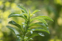 Sweet leaf, Stevia rebaudiana, a natural sweetener. Close up showing serrated leaves.