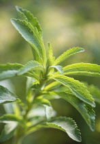 Sweet leaf, Stevia rebaudiana, a natural sweetener. Close up showing serrated leaves.