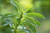 Sweet leaf, Stevia rebaudiana, a natural sweetener. Close up showing serrated leaves.