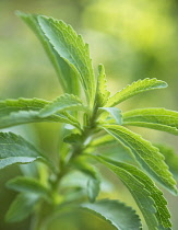 Sweet leaf, Stevia rebaudiana, a natural sweetener. Close up showing serrated leaves.