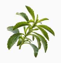 Sweet leaf, Stevia rebaudiana, a natural sweetener. Close up of sprig showing serrated leaves cut out against white.