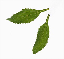 Sweet leaf, Stevia rebaudiana, a natural sweetener. Close up of 2 single leaves showing serrated edges, cut out against white.