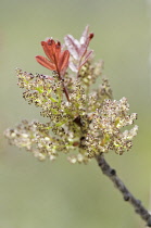 Ash, Fraxinus augustifolia 'Claret'.