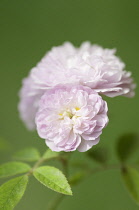 Rose, Damask rose, Rosa damascena.