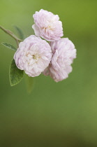 Rose, Damask rose, Rosa damascena.