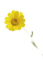 Yellowchamomile, Anthemis tinctoria.