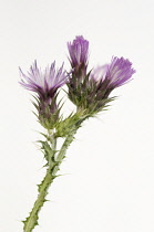 Marshthistle, Cirsium palustre.