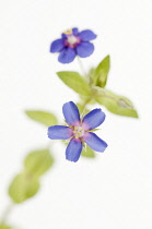 Purplegromwell, Lithospemum purpurocaeruleam.