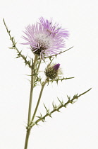 Thistle, Boar thistle, Galatities tormetosa.