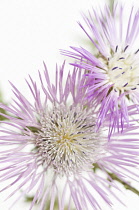 Thistle, Boar thistle, Galatities tormetosa.