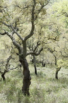 Corkoak, Quercus suber.