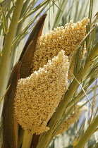 Palm, Date palm, Phoenix canariensis.