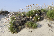 Thrift, Sea pink, Armeria maritima.