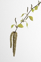 Birch, Betula nigra.