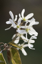 Snowymespilus, Amelanchier lamarckii.