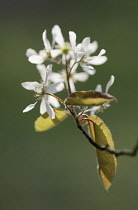 Snowymespilus, Amelanchier lamarckii.