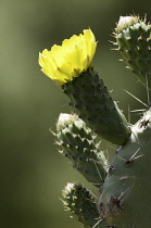 Cactus, wheel cactus, Opuntia robusta.