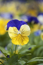 Heartsease, Viola tricolor.