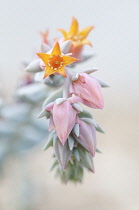 Echeveria, Echeveria 'Afterglow'.