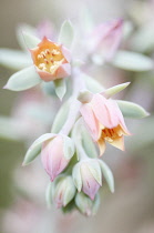 Echeveria, Echeveria 'Afterglow'.