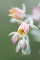 Echeveria, Echeveria 'Afterglow'.