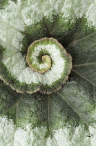 BegoniaEscargot, Begonia 'Escargot'.