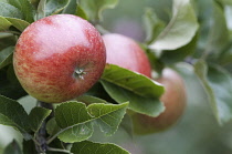 Apple, Malus domestica 'Lord Lambourne'.