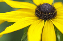 Coneflower, Black-eyed Susan, Rudbeckia hirta.