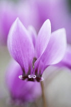 Cyclamen, Cyclamen hederifolium 'Ruby glow'.