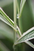 Gardener's garters, Phalaris arundinacea 'Picta'.