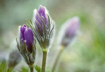 Pasque flower, Pulsatilla vulgaris.