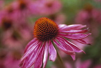 Echinacea, Purple coneflower, Echinacea purpurea.