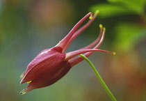 Aquilegia, Columbine.