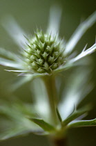 Sea Holly, Eryngium.