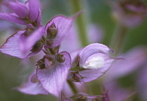 Sage, clary, Salvia sclarea.