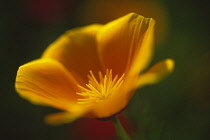 Poppy, Californian poppy, Eschscholzia californica.