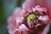 Poppy, Opium poppy, Papaver somniferum.