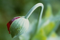 Poppy, Opium poppy, Papaver somniferum.