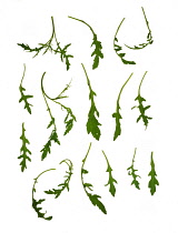 Rocket, Eruca sativa.