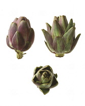 Artichoke, Cynara scolymus.