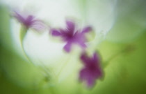 Soft focus pink flowers.