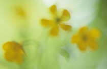 Buttercup, Ranunculus acris.