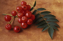 Rowan, Sorbus aucuparia.